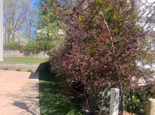 Maggie G.'s Bush Trimming service result