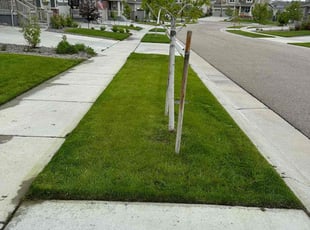 Patty S.'s lawn maintenance service result