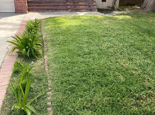 Laura W.'s grass cutting service result