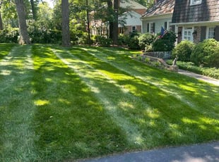 Michelle B.'s turf care service result