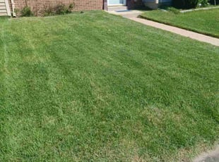 Michael S.'s lawn care service result