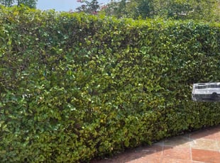 Michael G.'s Bush Trimming service result