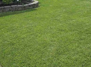 Nazir P.'s lawn care service result