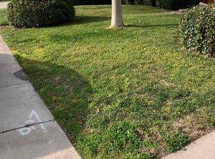 LaQuita L.'s turf maintenance service result