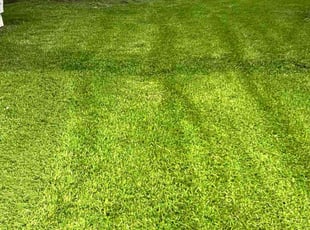 Jacqueline D.'s turf maintenance service result