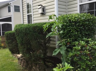 Noman A.'s Bush Trimming service result