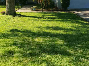 Yancy W.'s lawn service service result