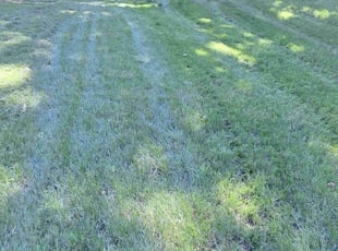 Tina W.'s lawn care services service result