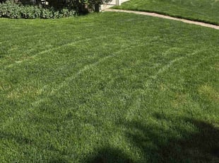 Donna B.'s lawn care service result