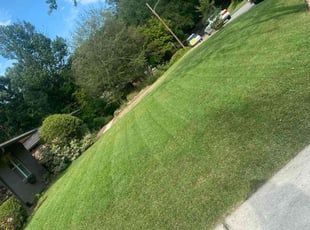 Leticia D.'s grass maintenance service result