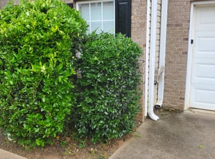 Beverly T.'s Bush Trimming service result