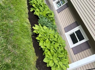 Lauren B.'s Mulching service result