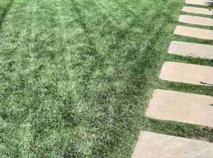 Andrea D.'s grass cutting service result