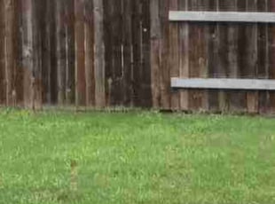 Charles S.'s grass cutting service result