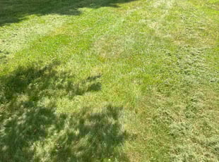 Kimberly B.'s grass cutting service result