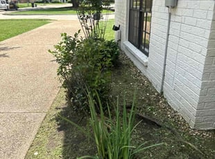 David D.'s Bush Trimming service result