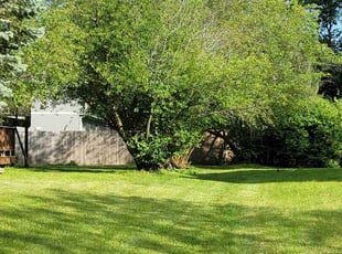 Sumin K.'s Tree Care service result