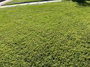 Kevin H.'s grass cutting service result