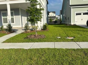 Allison D.'s turf care service result