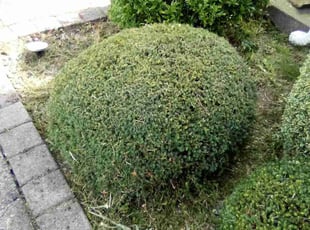 Ismay D.'s Bush Trimming service result
