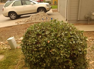 Rachel A.'s Bush Trimming service result