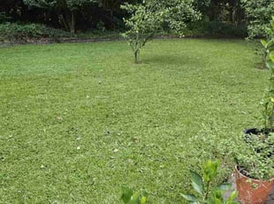 Adam A.'s landscaping service result