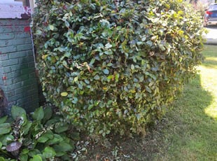 Joe H.'s Bush Trimming service result