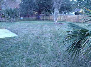 David S.'s turf care service result