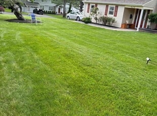 Lorraine A.'s lawn maintenance service result