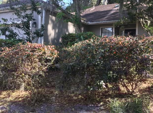 Rachelle S.'s Bush Trimming service result