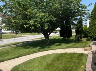 Chelsea B.'s lawn service service result