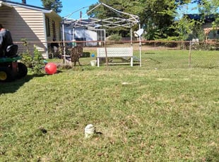 Susan B.'s turf maintenance service result