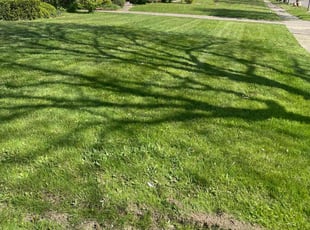 Ceporah H.'s turf maintenance service result