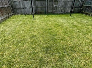 Cam W.'s grass maintenance service result