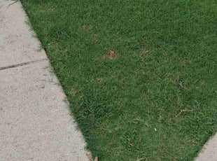 Ashley M.'s lawn service service result