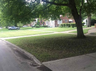 Mark E.'s grass cutting service result