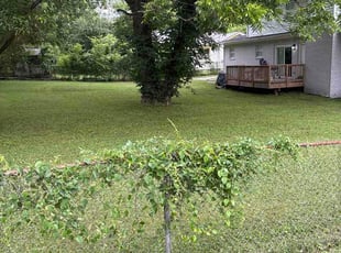 Jacki S.'s lawn care services service result