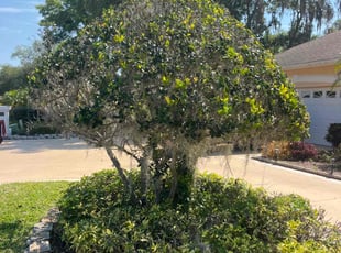 Jessica S.'s Bush Trimming service result