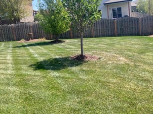 Jeremy K.'s grass cutting service result