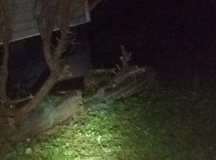 Angel M.'s Bush Trimming service result