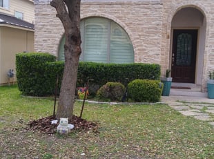 Dominic M.'s Bush Trimming service result
