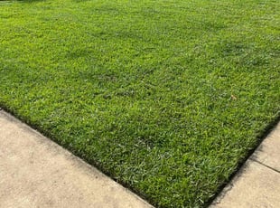 Marissa C.'s grass cutting service result