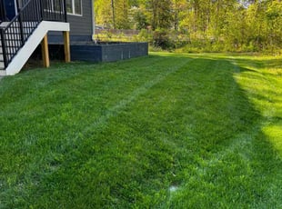 Kaveh H.'s grass maintenance service result