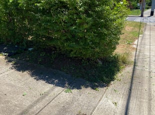 Kevin F.'s Bush Trimming service result
