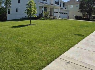 Jermaine P.'s lawn care services service result