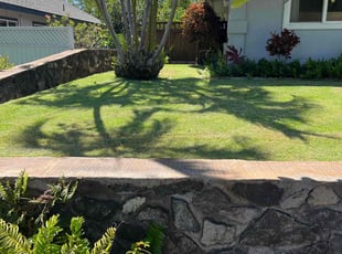Sandy P.'s lawn maintenance service result