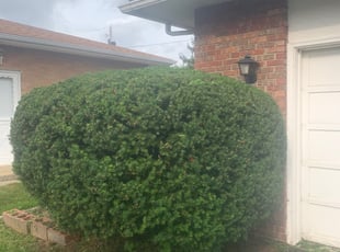 Kristopher L.'s Bush Trimming service result