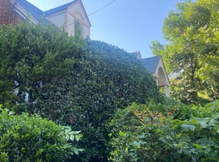 Gaylon C.'s Bush Trimming service result