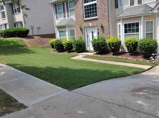 Ricky C.'s turf care service result