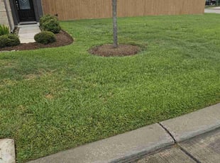 Debbie B.'s grass maintenance service result